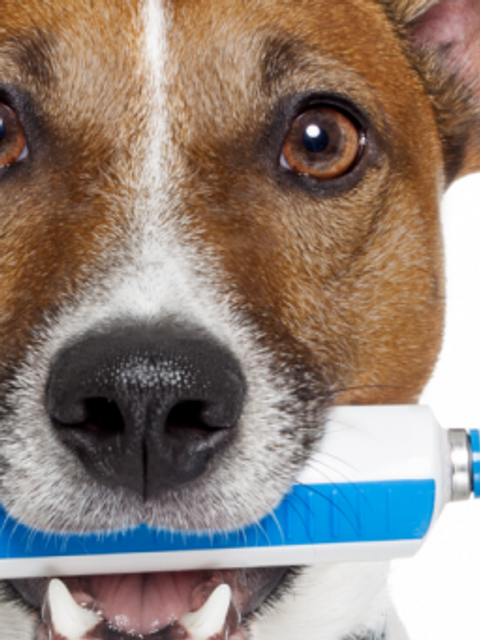 Descanso: 4 actividades para realizar con tu mascota