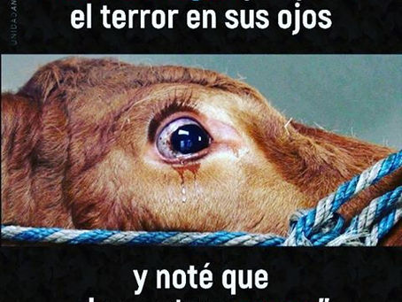 Iniciativa de Niña de 10 años para alimentar caballos en Antigua Guatemala