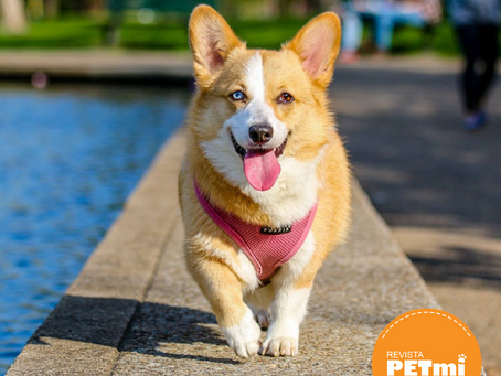 Ayuda! Mi perro se orina dentro de casa: 5 causas y soluciones prácticas