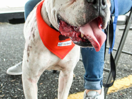 Adopción de Perros: 15 hogares abrieron su corazón a perros en busca de amor