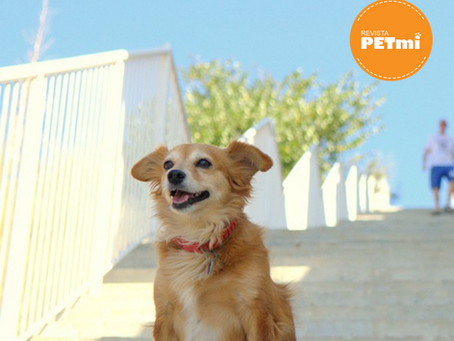 3 ideas de entretenimiento para tu perro en días de lluvia