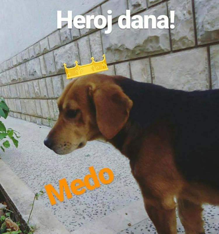 Perro callejero salva a una mujer