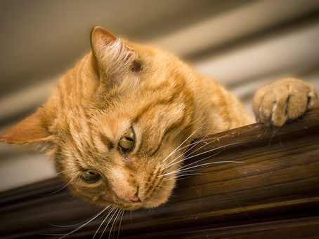 ¡Gato nuevo en casa! 5 prácticos consejos para presentar un gato nuevo en casa