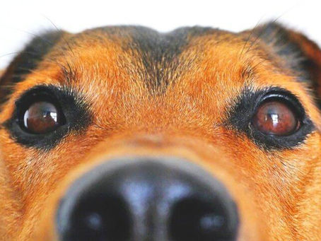 ¿Mi perro tiene Uveítis? ¿Qué es? y ¿Cómo se trata?