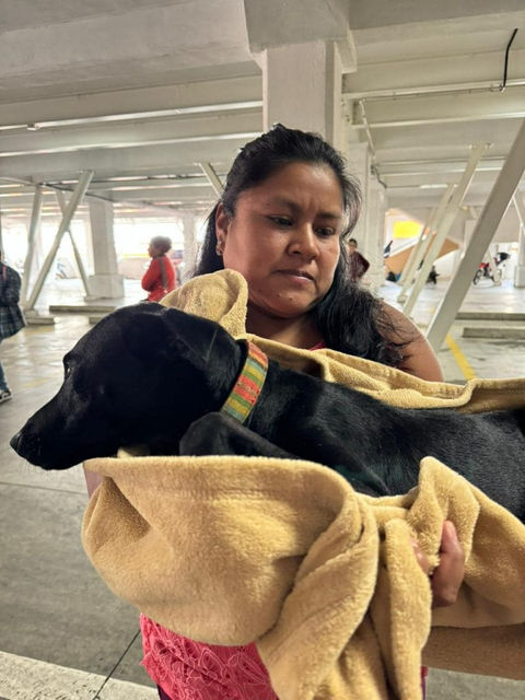 Guaus & Miaus Promueve la Castración Responsable