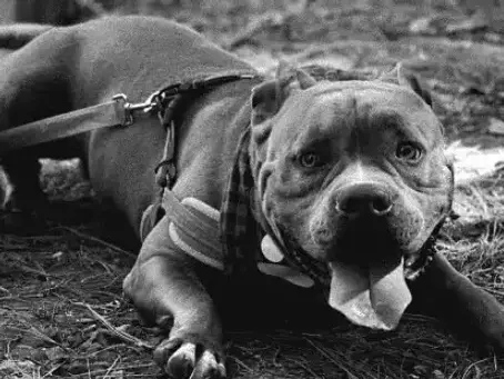 Resolución en el caso de Terry: multa de más de Q60 mil impuesta a su agresora