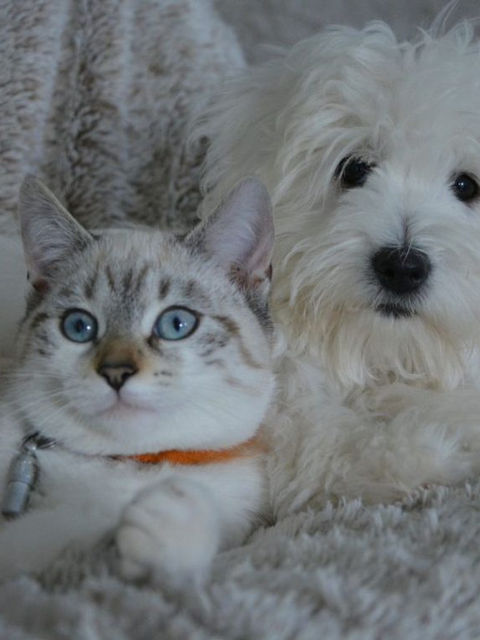 Cuidados en perros y gatos “SENIOR”