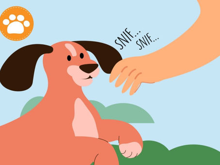 Animales rescatados: Todo lo que necesitas saber