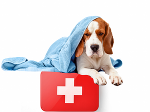 ¡Auxilio tengo una emergencia veterinaria! Primeros auxilios veterinarios que toda familia debe de saber...
