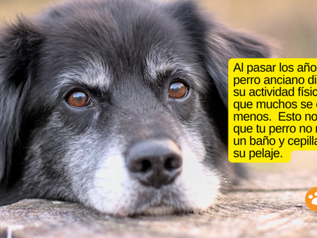 Cuidados de un Perro Anciano: Respuestas del Experto