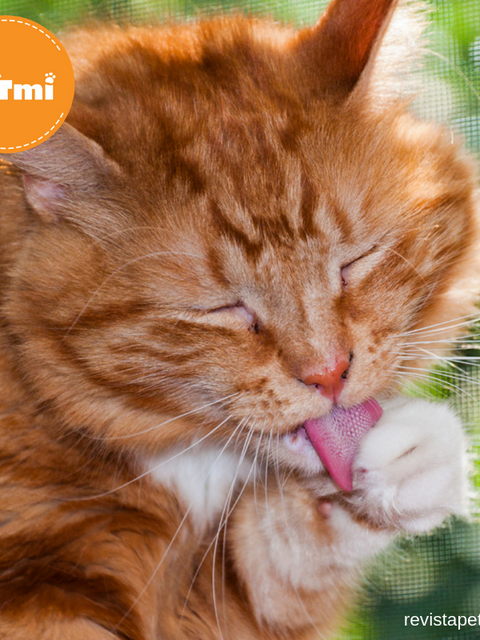 Por qué babea mi gato