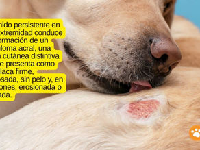 Dermatitis Acral por lamido