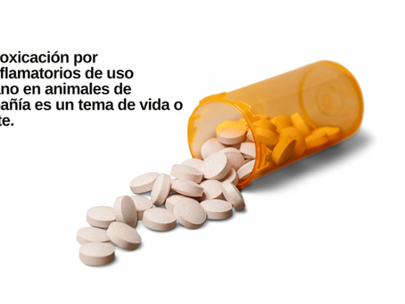 6 Medicamentos humanos que son tóxicos para nuestras mascotas