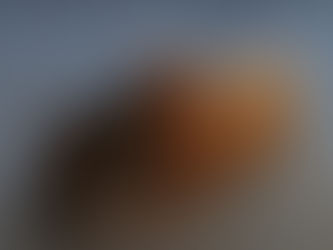 Bobi, el perro más viejo del mundo rompe récord Guinness