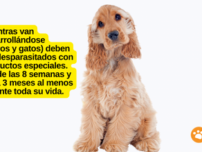 ¿Por qué es clave la desparasitación en las mascotas? Todo lo que necesitar saber