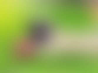 Golpe de calor en perros y gatos. ¿Cómo reconocerlo y evitarlo?