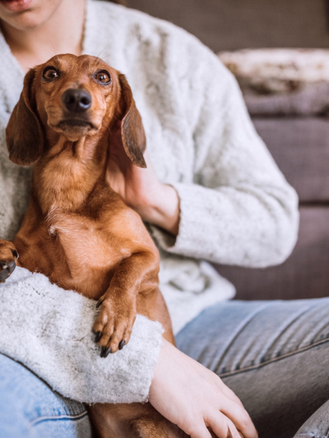 los perros tienen miedo a los truenos: