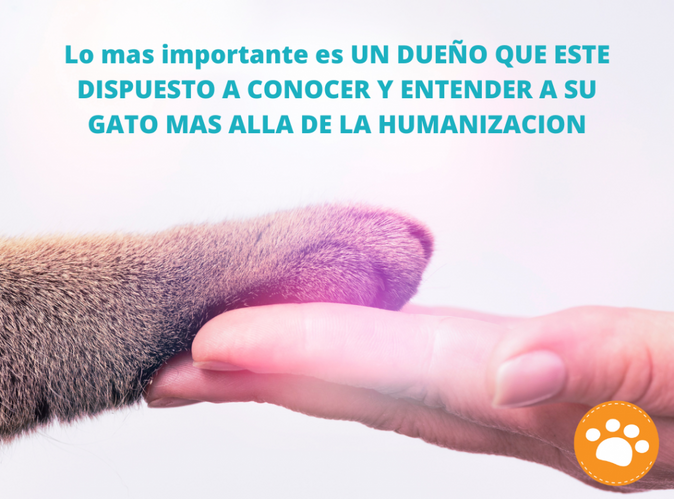 ¿Cómo tener un gato feliz?