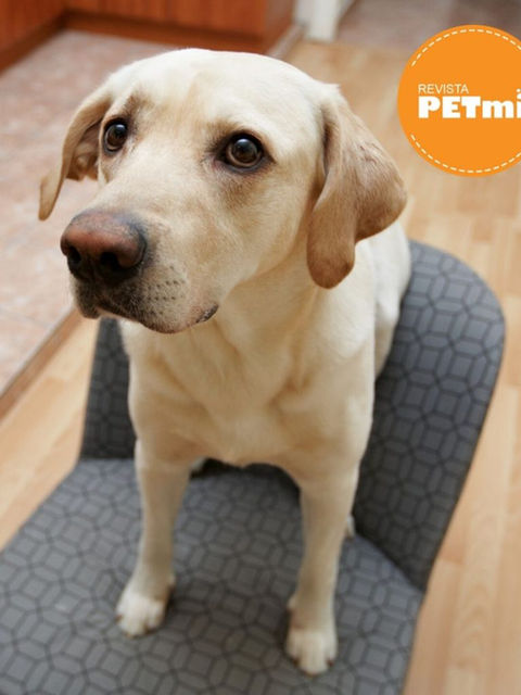 Un perro educado, un hogar feliz...  Abajo o Down 