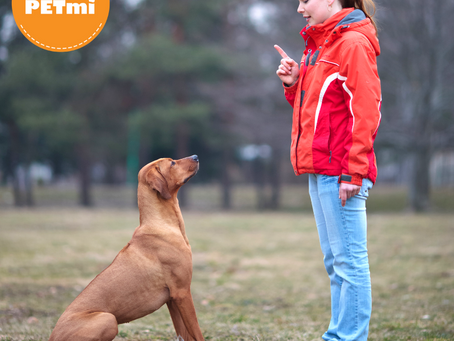 3 sencillos pasos para enseñarle a tu perro hacer pipí en un solo lugar