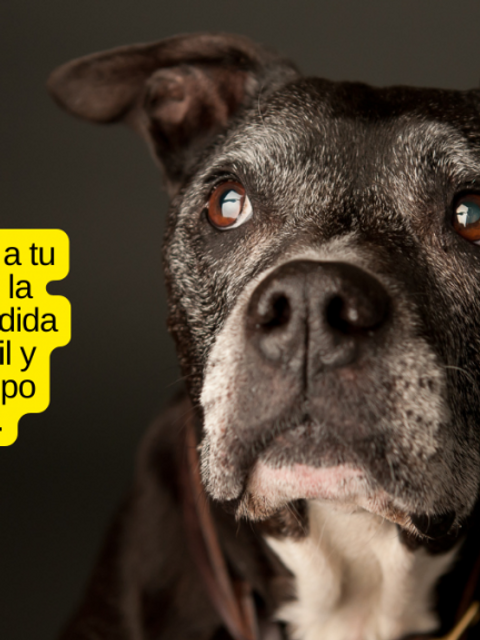 Observar y ayudar a tu perro a pasar por la transición de la pérdida auditiva no es fácil y llevará algún tiempo acostumbrarse.