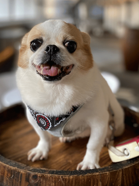 Cuida a tu mascota en vacaciones
