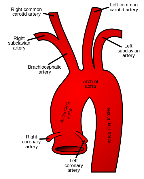 https://en.wikipedia.org/wiki/Aortic_arch
