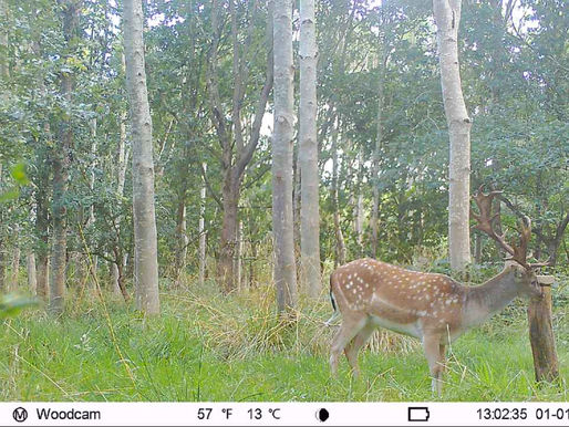 Deer Talk: September 