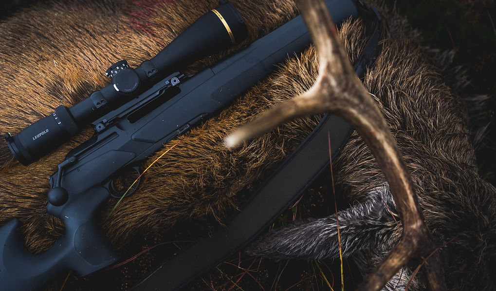 STAGS_21-9_edited_edited.jpg