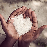 Hands holding rice.jpg