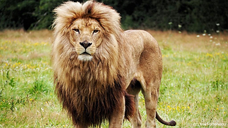Lion_d_Angola__1_ (1).png