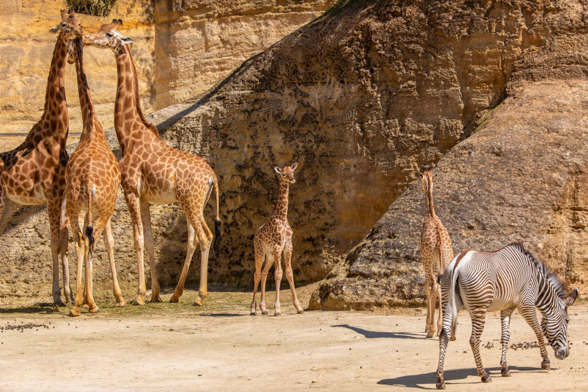 BIOPARC DE DOUE LA FONTAINE
