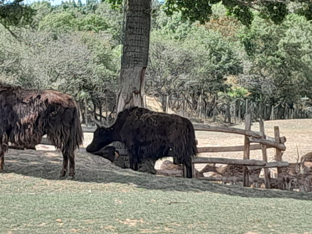 Le point fort de Planète Sauvage est sans conteste sa piste safari de 10 km. Installez-vous confortablement dans votre voiture (ou dans un véhicule 4x4 du parc si vous optez pour le raid) et préparez-vous à une aventure digne des grandes savanes africaines.