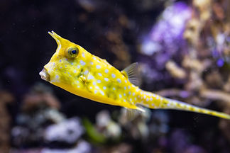AdobeStock_596108537.jpeg