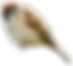 sparrow_png33 (2).png