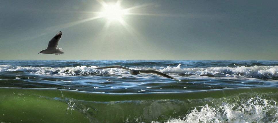 (dreamseeding)birds-ocean.jpeg