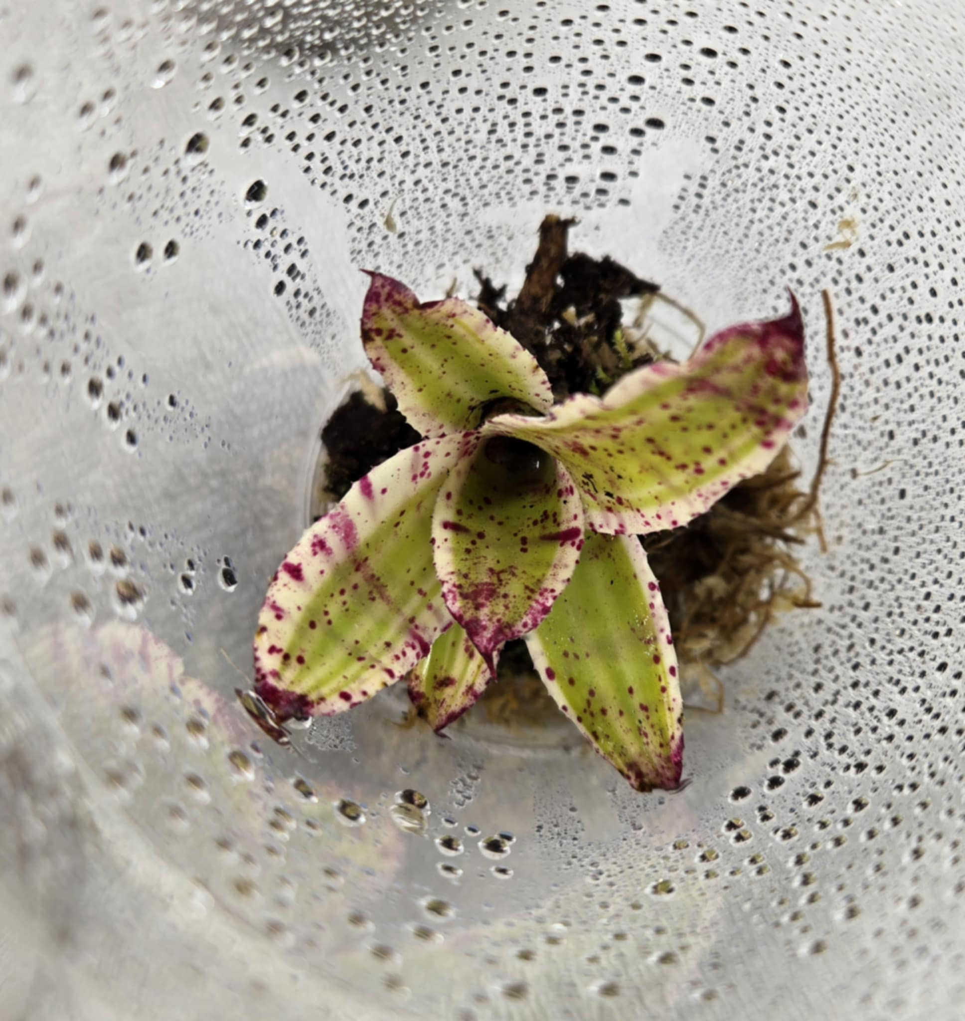 Neoregelia "Gizmo" - Micro bromeliad