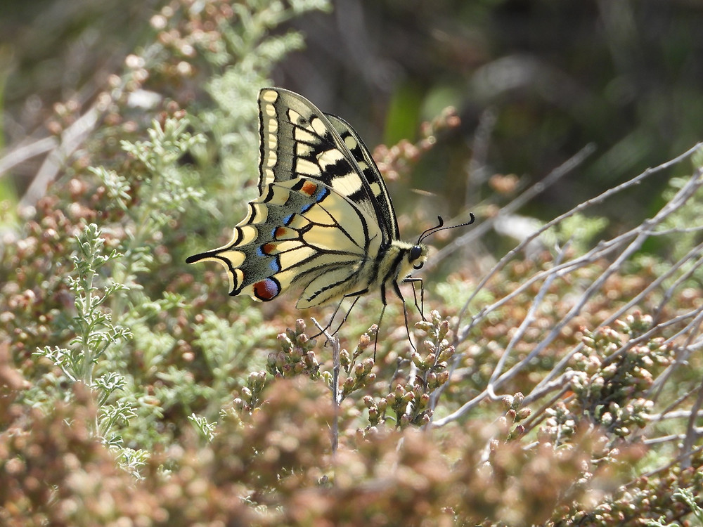 La reina de las mariposas (Papilio machaon) el rollo verde murcia