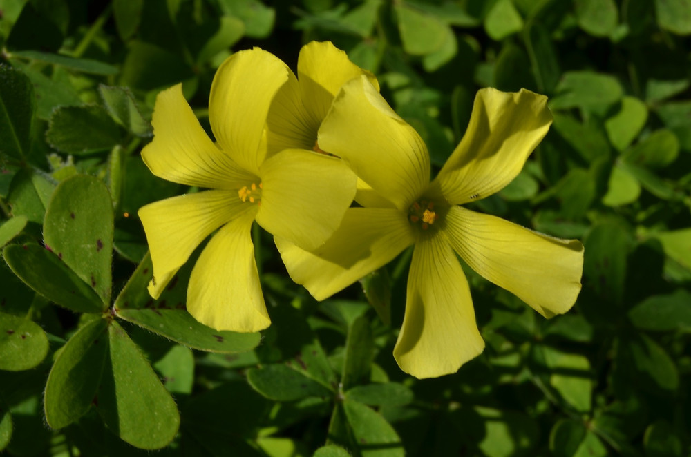 Agrillo o vinagrillo (Oxalis pes caprae) murcia el rollo verde ecoblog