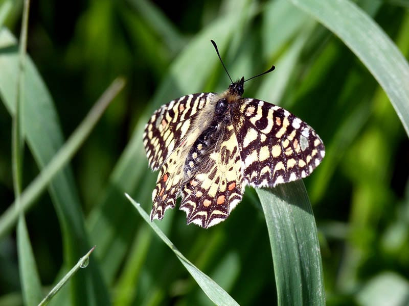 Zerynthia rumina. Murcia El rollo verde