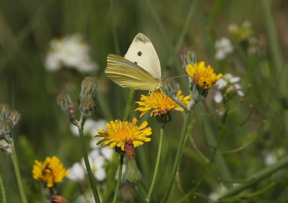 Blanquita de la col (Pieris rapae) el rollo verde murcia