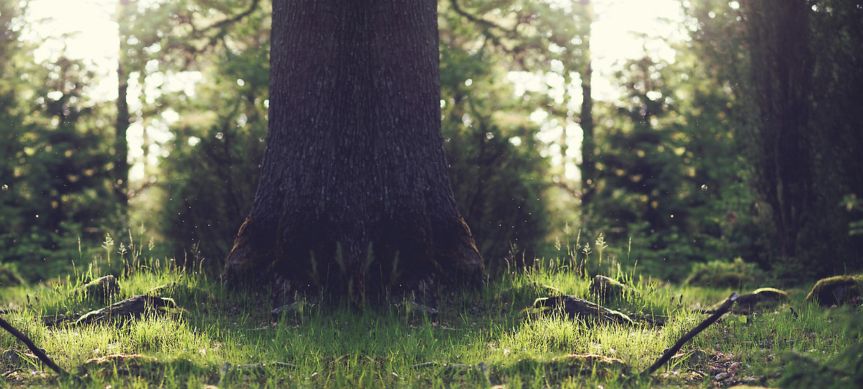 Tree Stump