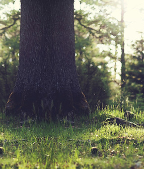 Tree Stump