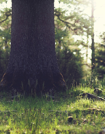 Souche d'arbre