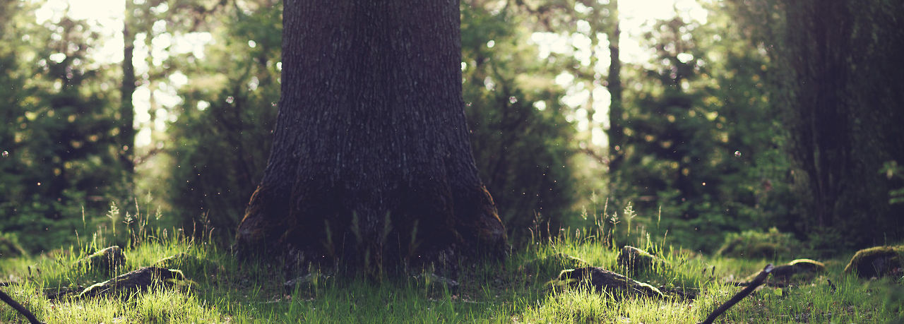 Tree Stump