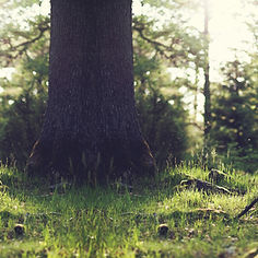 Tree Stump