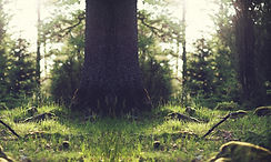 Tree Stump