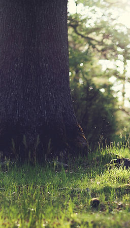 Souche d'arbre