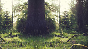 Shallow Roots