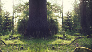 The Nature of Respect